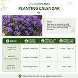 Vibrant Purple Floss Flower (Ageratum) Seeds