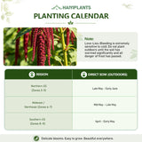 Love-Lies-Bleeding (Amaranthus caudatus) Seeds