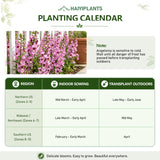 Light Pink Summer Snapdragon (Angelonia angustifolia) Seeds