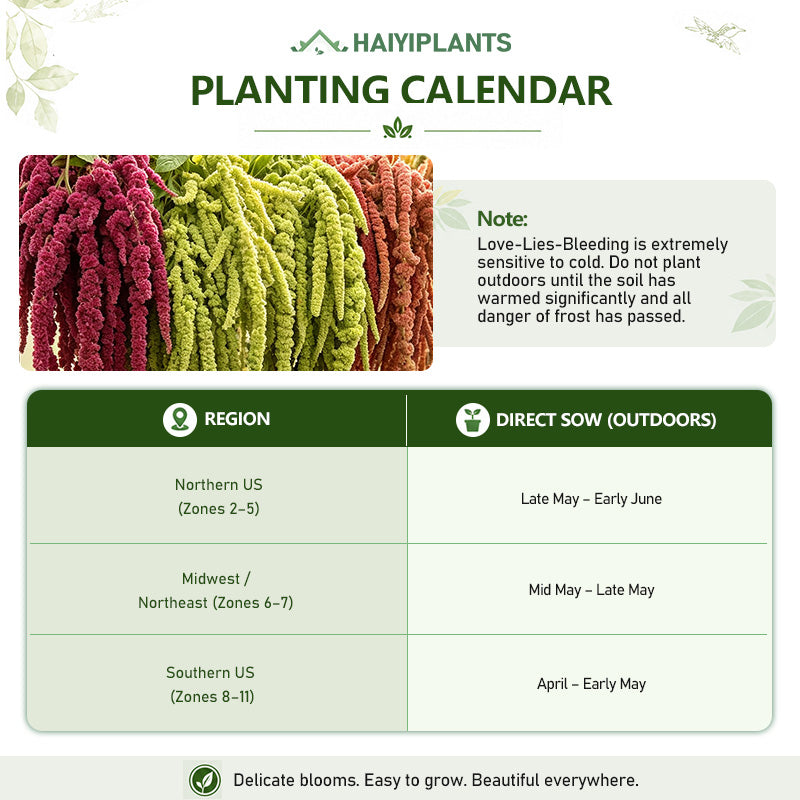 Mixed Love-Lies-Bleeding (Amaranthus caudatus) Seeds