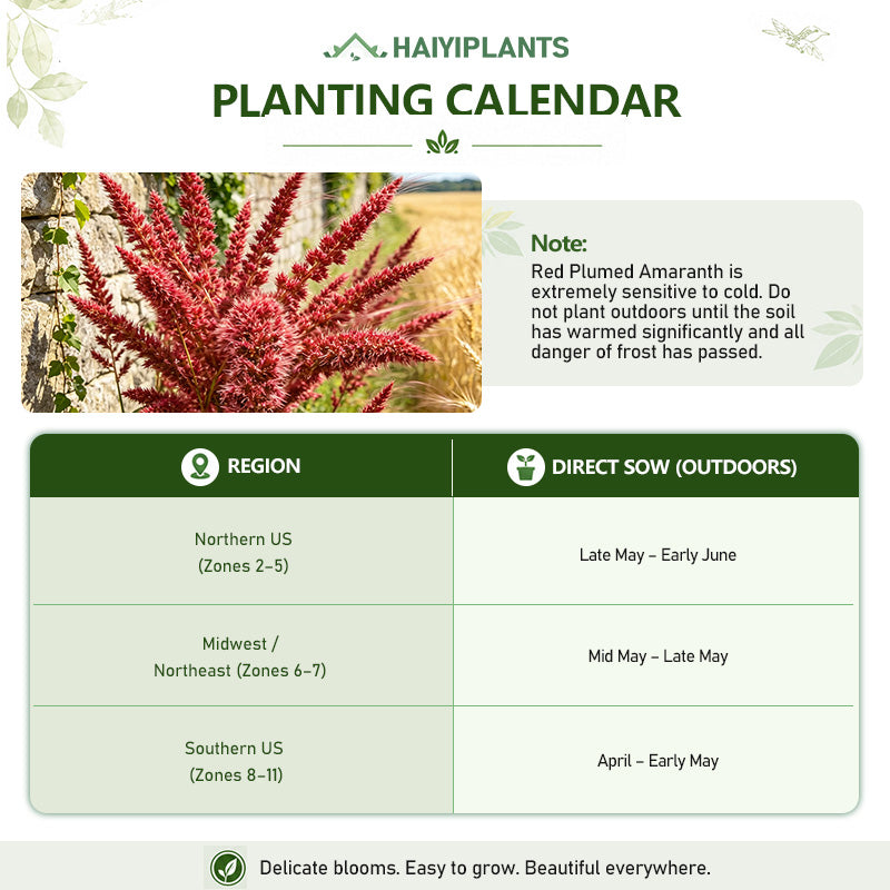 Red Plumed Amaranth (Amaranthus cruentus) Seeds