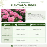 Bubblegum Pink China Aster (Callistephus chinensis) Seeds