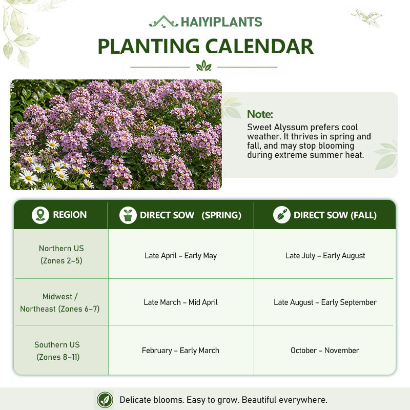 Pink Sweet Alyssum (Lobularia maritima) Seeds