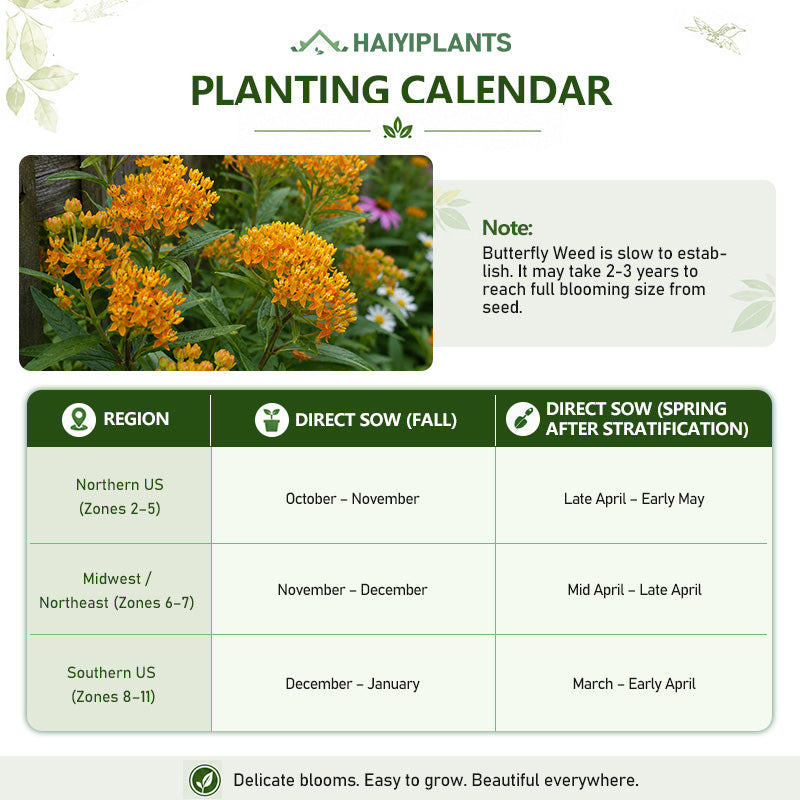 Orange Butterfly Weed (Asclepias tuberosa) Seeds