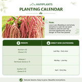 Coral & Salmon Hanging Tassels – Love-Lies-Bleeding (Amaranthus caudatus) Seeds