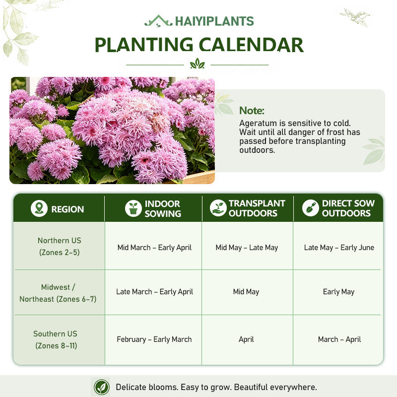 Pink Floss Flower (Ageratum) Seeds