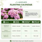 Pink Floss Flower (Ageratum) Seeds
