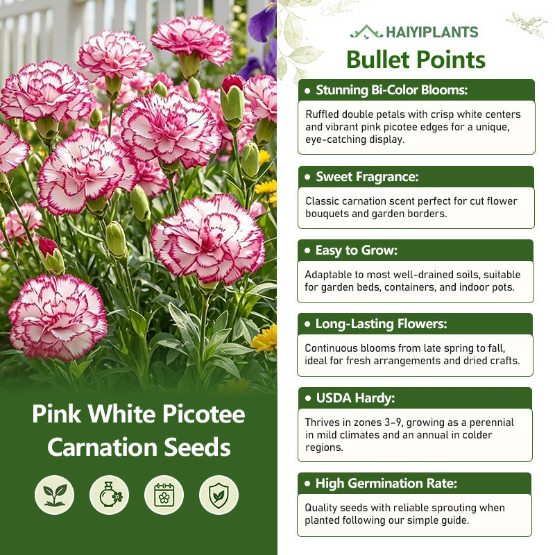 Pink White Picotee Carnation Seeds