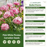 Pink White Picotee Carnation Seeds