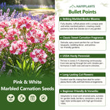 Pink & White Marbled Carnation Seeds