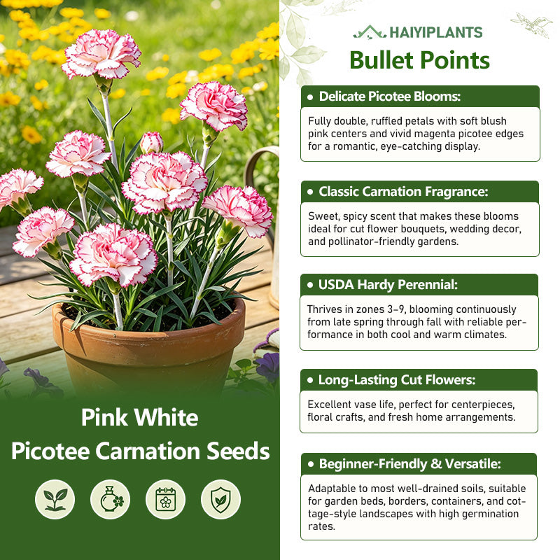 White Pink Picotee Carnation Seeds