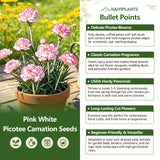 White Pink Picotee Carnation Seeds
