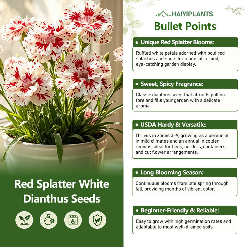 Red Splatter White Dianthus Seeds