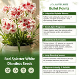 Red Splatter White Dianthus Seeds