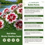 Red White Bicolor Dianthus Seeds