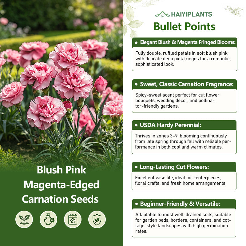 Blush Pink Magenta-Edged Carnation Seeds