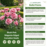 Blush Pink Magenta-Edged Carnation Seeds