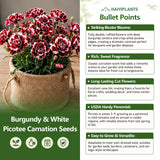 Burgundy & White Picotee Carnation Seeds