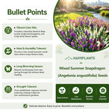 Mixed Summer Snapdragon (Angelonia angustifolia) Seeds