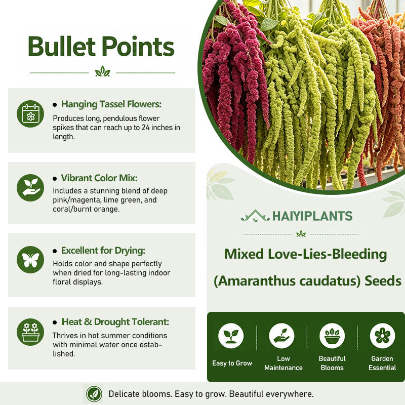 Mixed Love-Lies-Bleeding (Amaranthus caudatus) Seeds