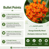 Orange Butterfly Weed (Asclepias tuberosa) Seeds
