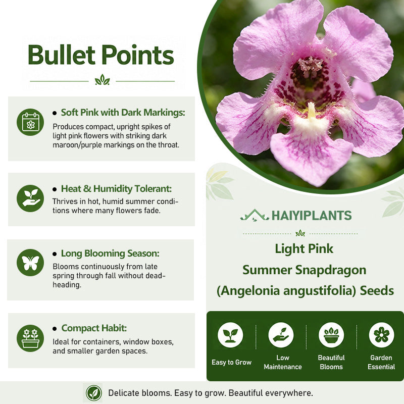 Light Pink Summer Snapdragon (Angelonia angustifolia) Seeds