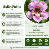 Light Pink Summer Snapdragon (Angelonia angustifolia) Seeds