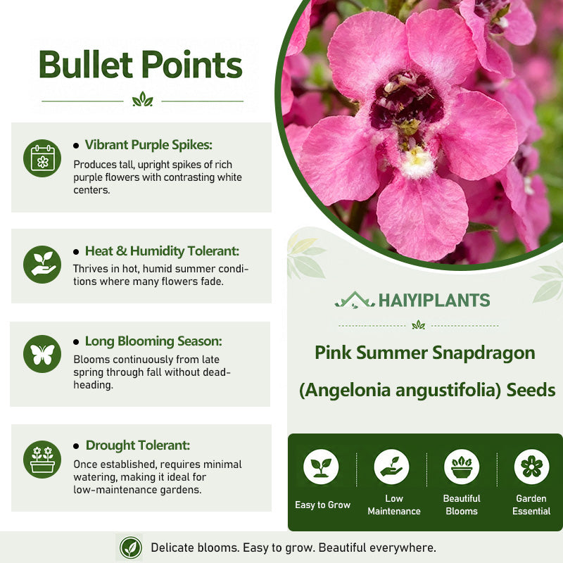 Pink Summer Snapdragon (Angelonia angustifolia) Seeds