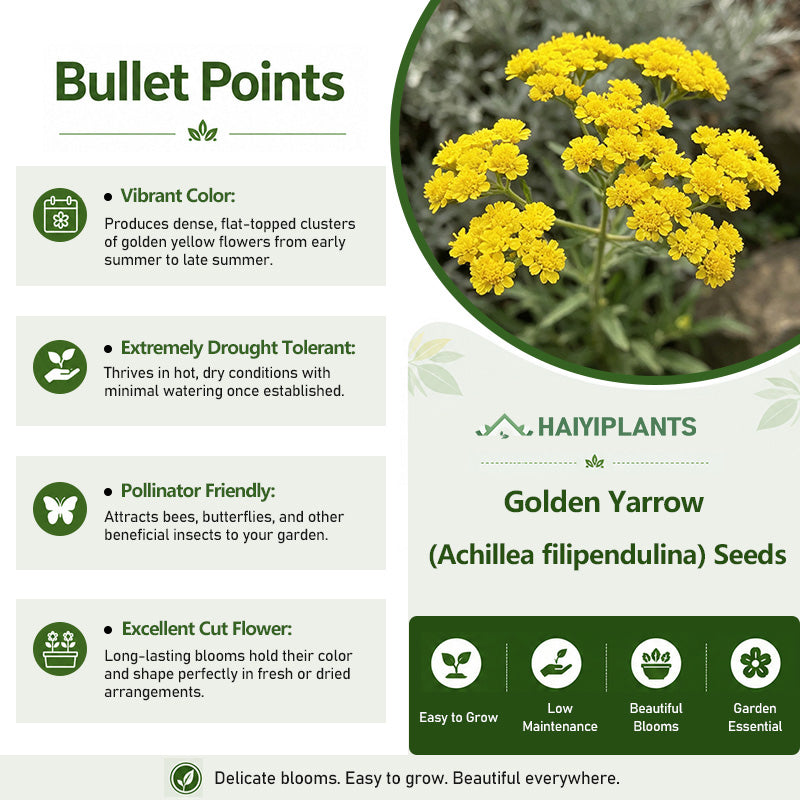 Golden Yarrow (Achillea filipendulina) Seeds