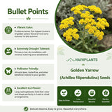 Golden Yarrow (Achillea filipendulina) Seeds