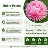 Bubblegum Pink China Aster (Callistephus chinensis) Seeds