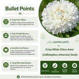 Crisp White China Aster (Callistephus chinensis) Seeds
