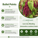 Love-Lies-Bleeding (Amaranthus caudatus) Seeds