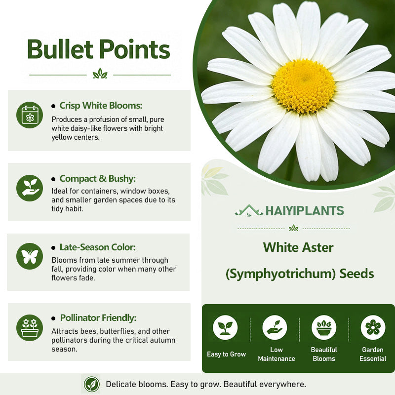 White Aster (Symphyotrichum) Seeds
