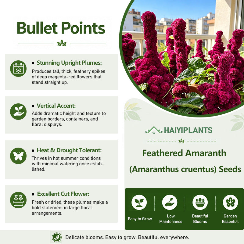 Feathered Amaranth (Amaranthus cruentus) Seeds