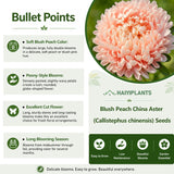 Blush Peach China Aster (Callistephus chinensis) Seeds
