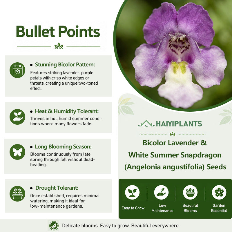 Bicolor Lavender & White Summer Snapdragon (Angelonia angustifolia) Seeds