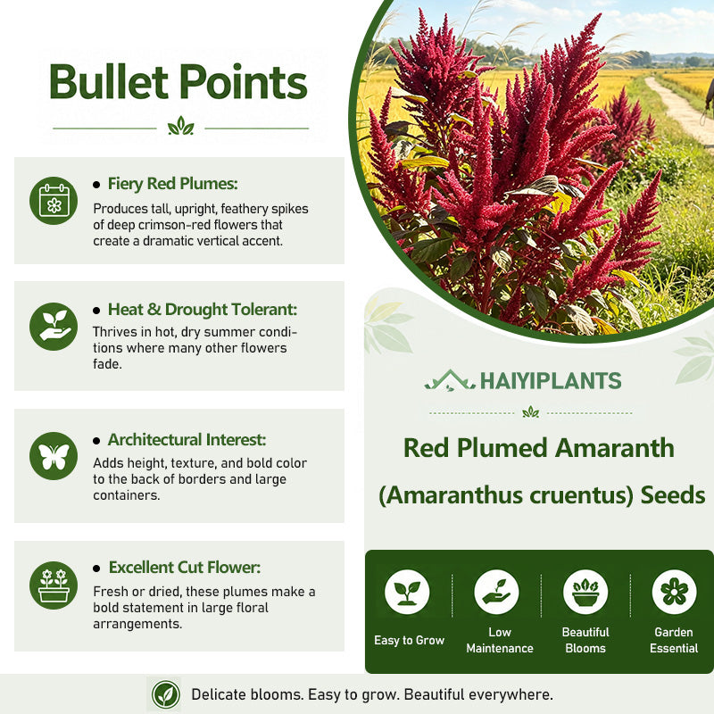 Red Plumed Amaranth (Amaranthus cruentus) Seeds