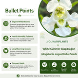 White Summer Snapdragon (Angelonia angustifolia) Seeds