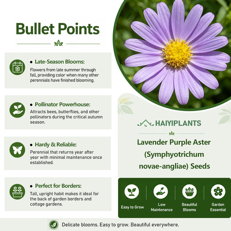 Lavender Purple Aster (Symphyotrichum novae-angliae) Seeds