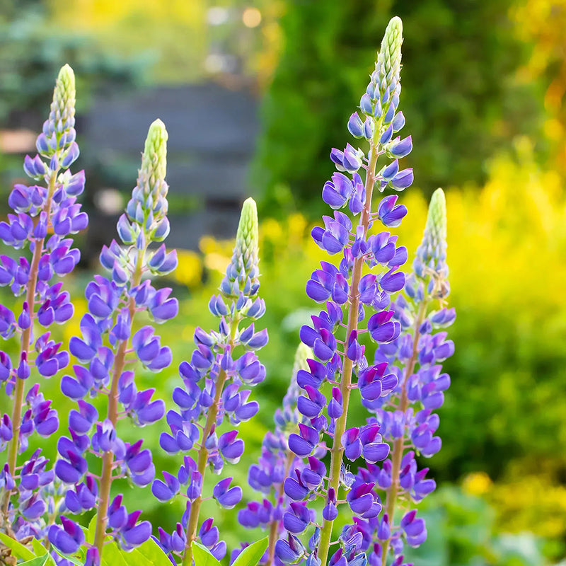 Mixed color Lupine Seeds
