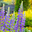 Mixed color Lupine Seeds
