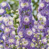 Delphinium Seeds Suitable for autumn & winter