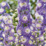 Delphinium Seeds Suitable for autumn & winter