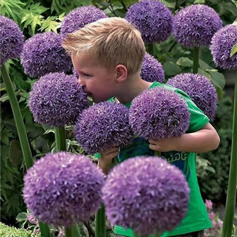 Semillas de plantas de bonsái de Allium gigante para jardín al aire libre, hermosas flores