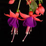 Fuchsia Flowers Seeds Dancing Elf Bonsai