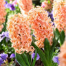 Mixed Color Hyacinth Seeds
