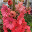Delphinium Seeds Suitable for autumn & winter