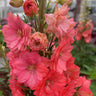 Delphinium Seeds Suitable for autumn & winter