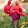 Fuchsia Flowers Seeds Dancing Elf Bonsai